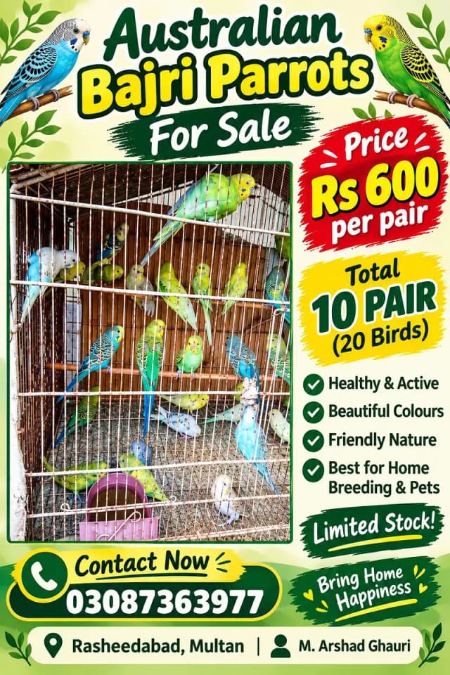 Australian Bajri Parrots for Sale – Rs. 600 Per Pair | Multan