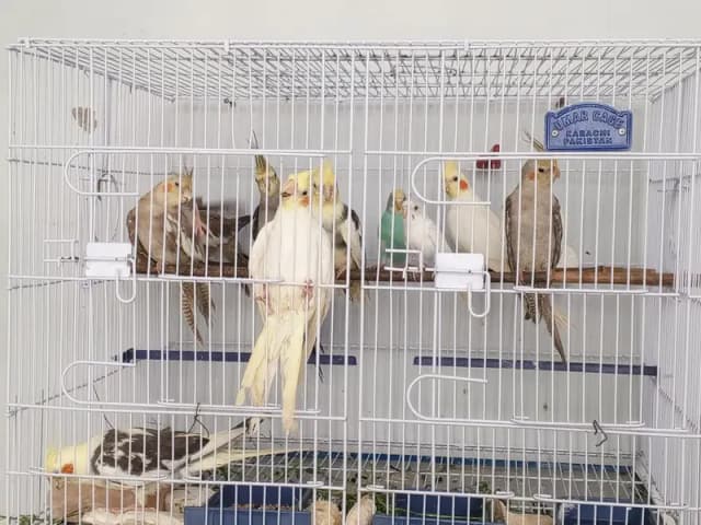 8pcs 2cream 4grey 2piet
